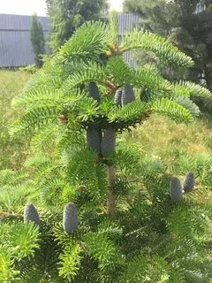 Какой высоты пихта
