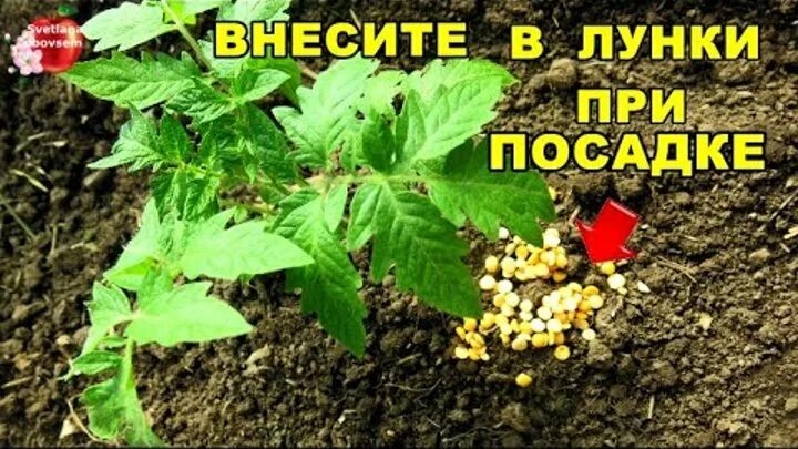 Что положить в лунку при высадке томатов. Томаты удобрения в лунку. Удобрение при посадке томатов. Удобрения для помидор при посадке в лунку. Подкормка в лунку при посадке томатов.