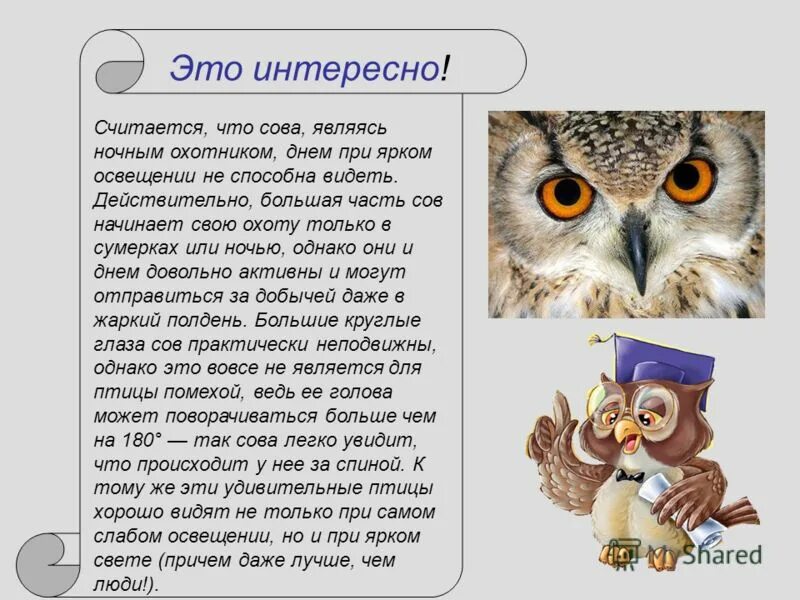 Филин живопись. Сова символ мудрости. Сова для презентации. Талисман сова. Сова символ чего.