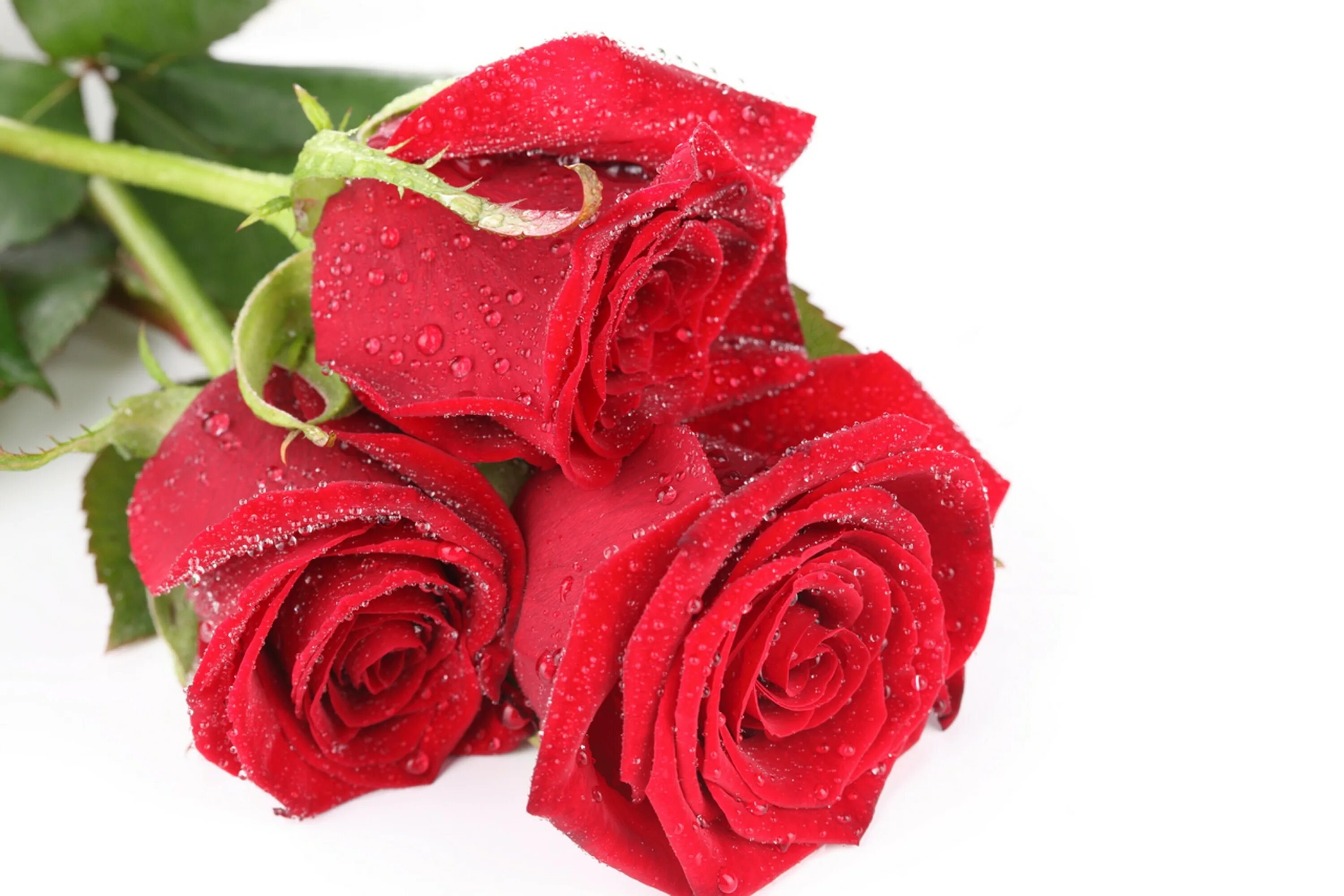 Атиргул Шер. Красивые розы. Красивые красные розы. Gullar rasmi atirgul