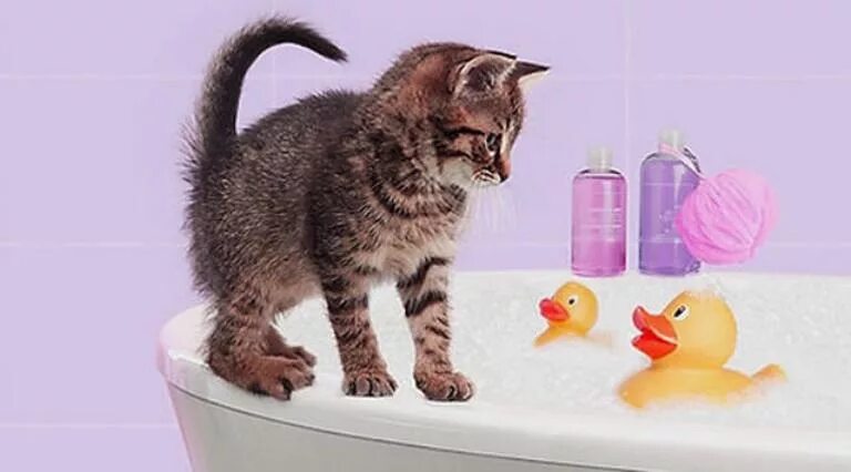 Котятам месяц можно купать. Котенок в ванне. Купание кота. Котенок моется. Мытье кошки.