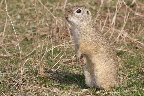 Қызыл шашты арулар онлайн порно