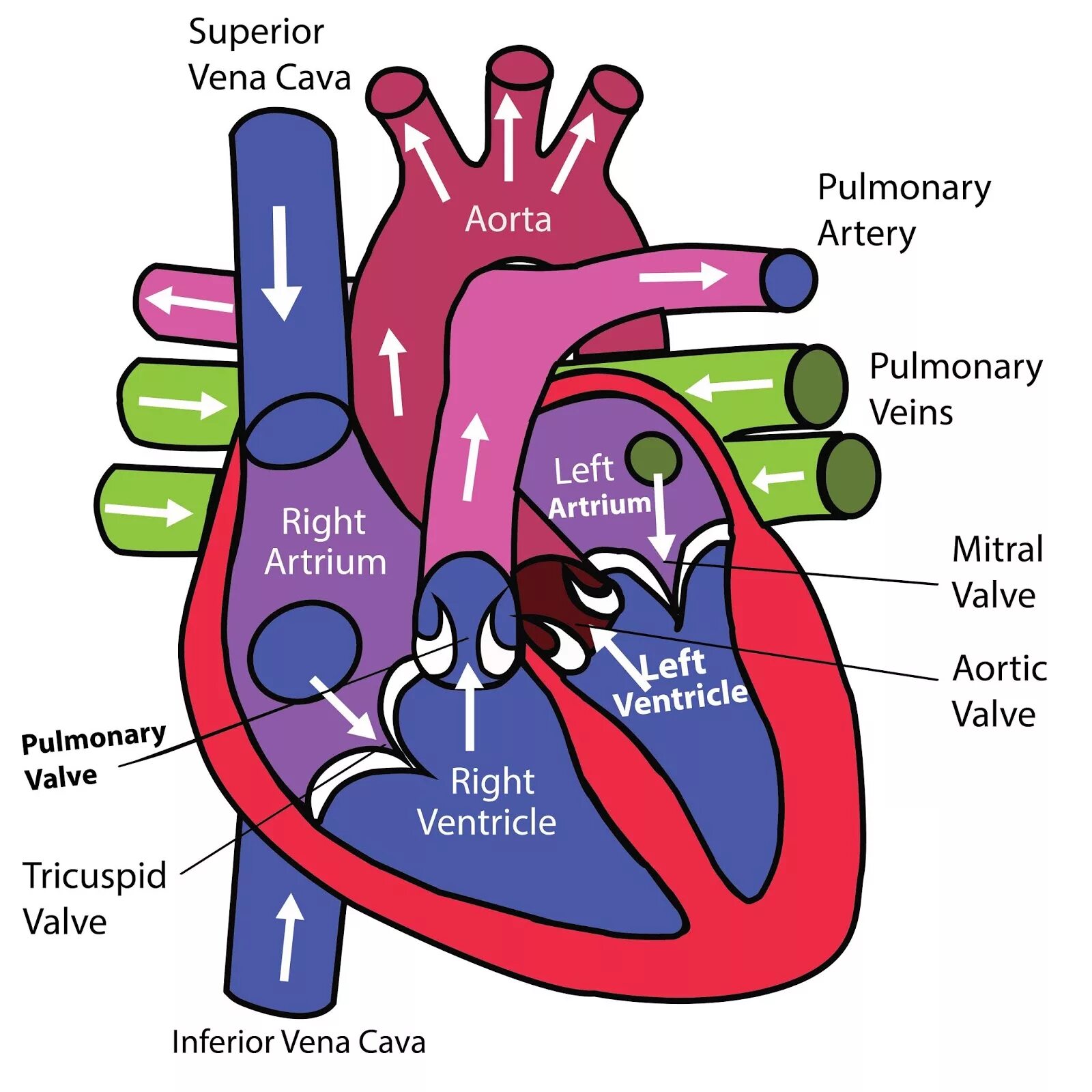 Cardiovascular system. Cardiovascular System structure. The cardiovascular System function. Брошюра cardiovascular System.