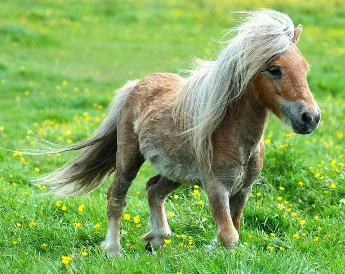 Pony фото. Пони Фалабелла. Жеребенок Фалабелла. Лошадка Фалабелла. Шетлендский пони.