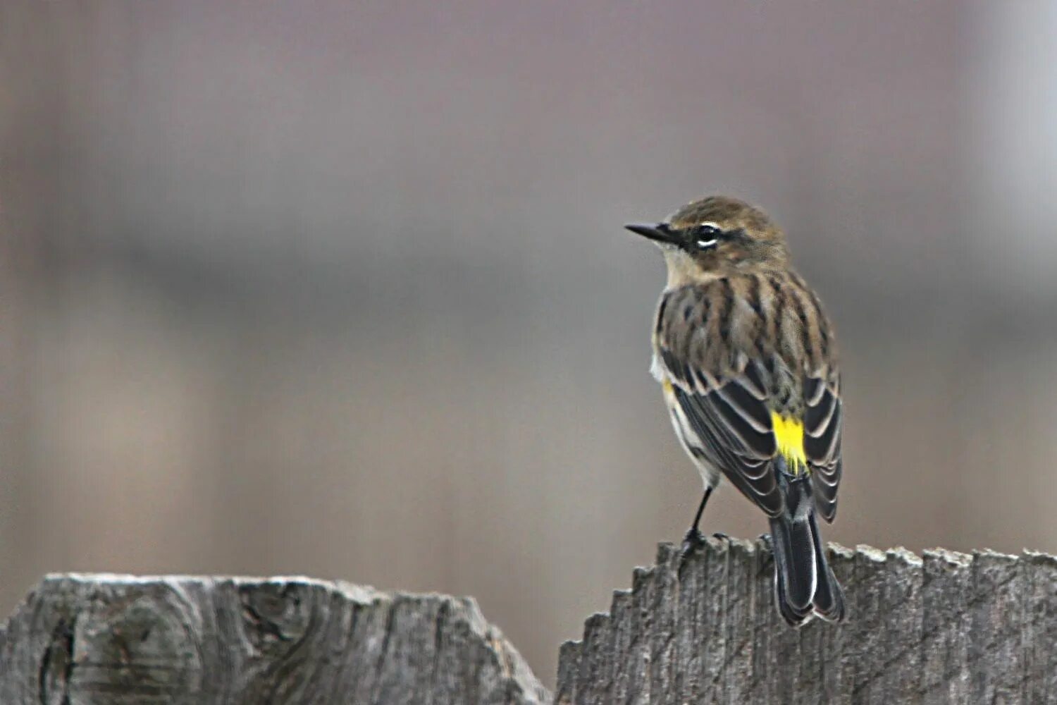 Серая птица с полосками. Птица Yellow Rumped Warbler. Отряд воробьиных желтогрудка. Африканский вымпеловый козодой. Желтогрудая вьюрковая овсянка.