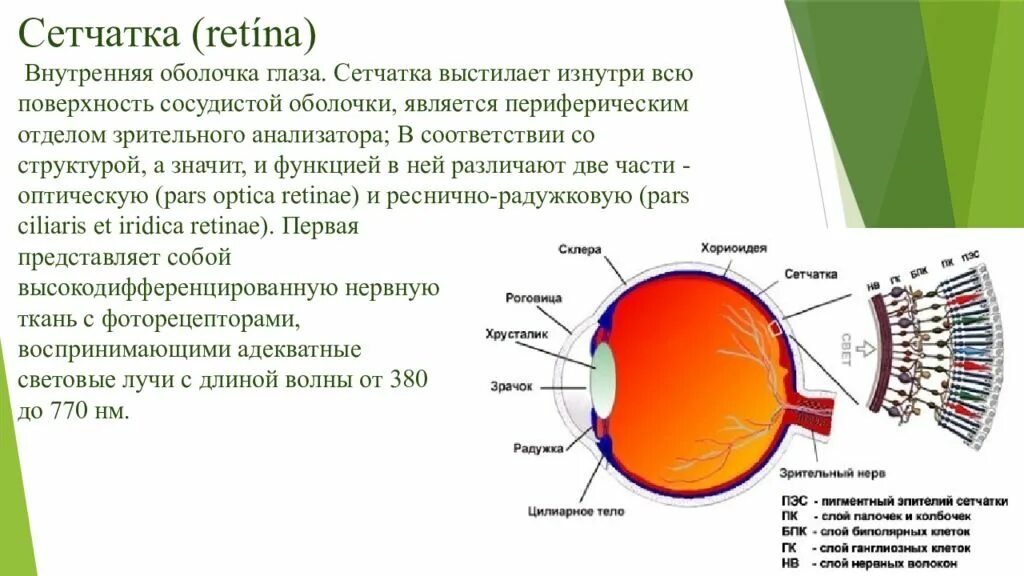 Отверстие в сосудистой оболочке. 3 Слоя клеток сетчатки. Внутренняя оболочка сетчатка строение. Структура сетчатки глаза физиология. Внутренняя оболочка глаза сетчатка.