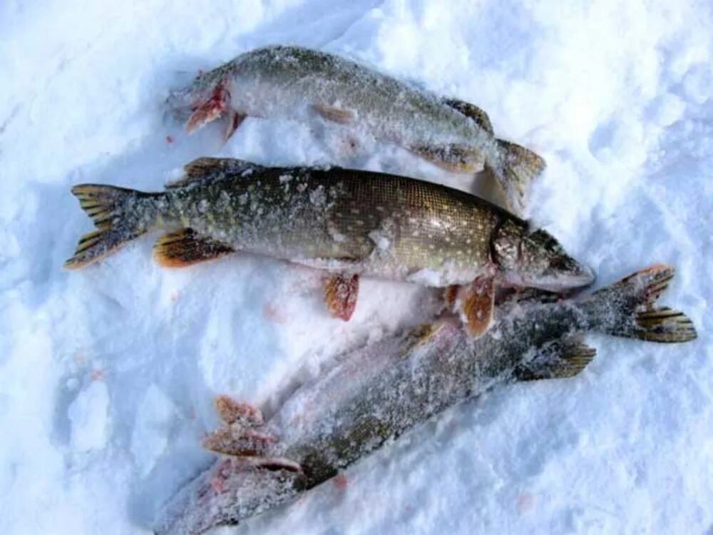 Зимняя рыбалка на щуку. Зимняя щука на льду. Щука на снегу.