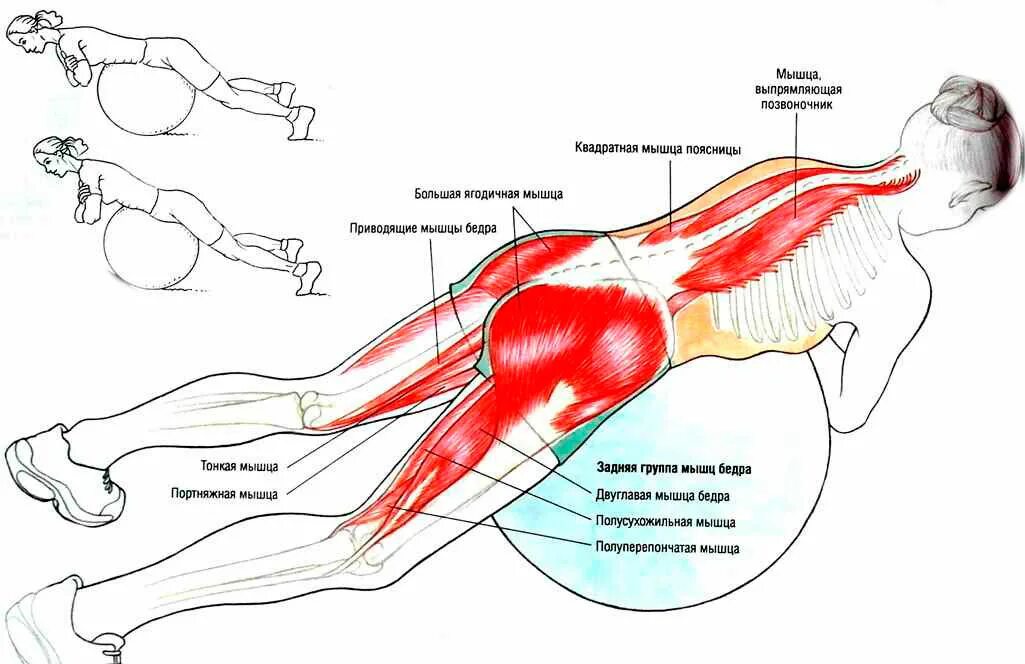 Укрепление мышц разгибателей спины упражнения. Мышцы разгибатели позвоночника упражнения. Упражнения на выпрямляющую позвоночник мышцу спины. Мышца разгибающая позвоночник упражнения.