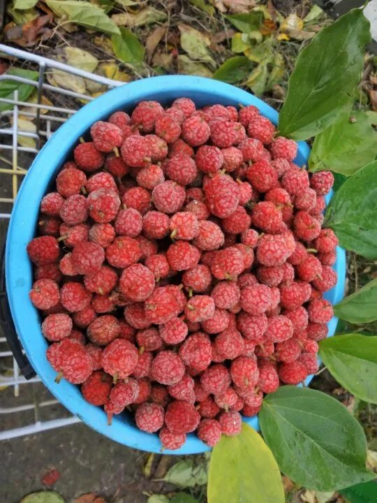 земляничные деревья алжира. клубника на дереве. клубничное дерево. бывает ли клубничное дерево. клубника на дереве.