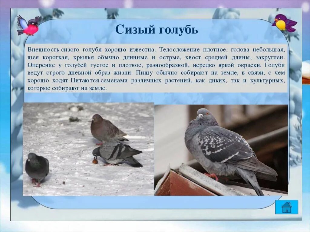 Поведение зимующих птиц зимой. Поведение зимующих птиц. Птицы весной для дошкольников. Поведение зимующих птиц. Поведение зимующих птиц.