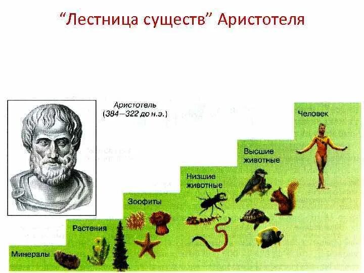 Лестница жизни кратко. Лестница жизни биология Аристотель. Лестница существ Аристотеля. Лестница существ. Лестница существ биология.