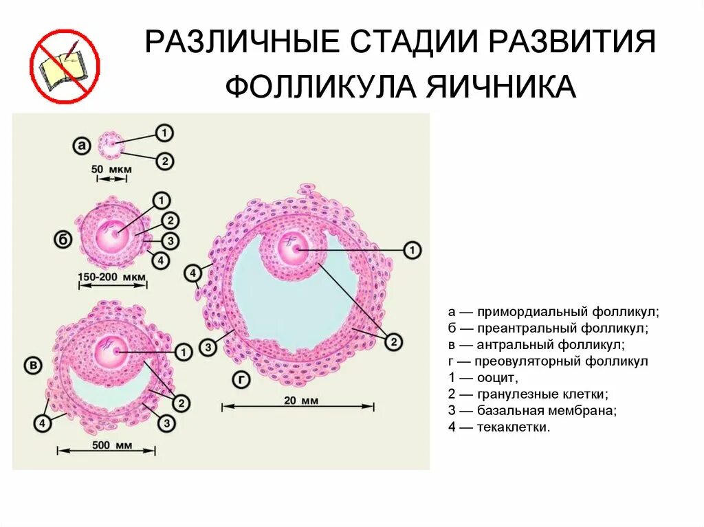 Фазы развития яйцеклетки. Стадии развития фолликула в яичнике. Стадии развития овариального фолликула. Этапы созревание фоликул в яичника. Фолликул фаза