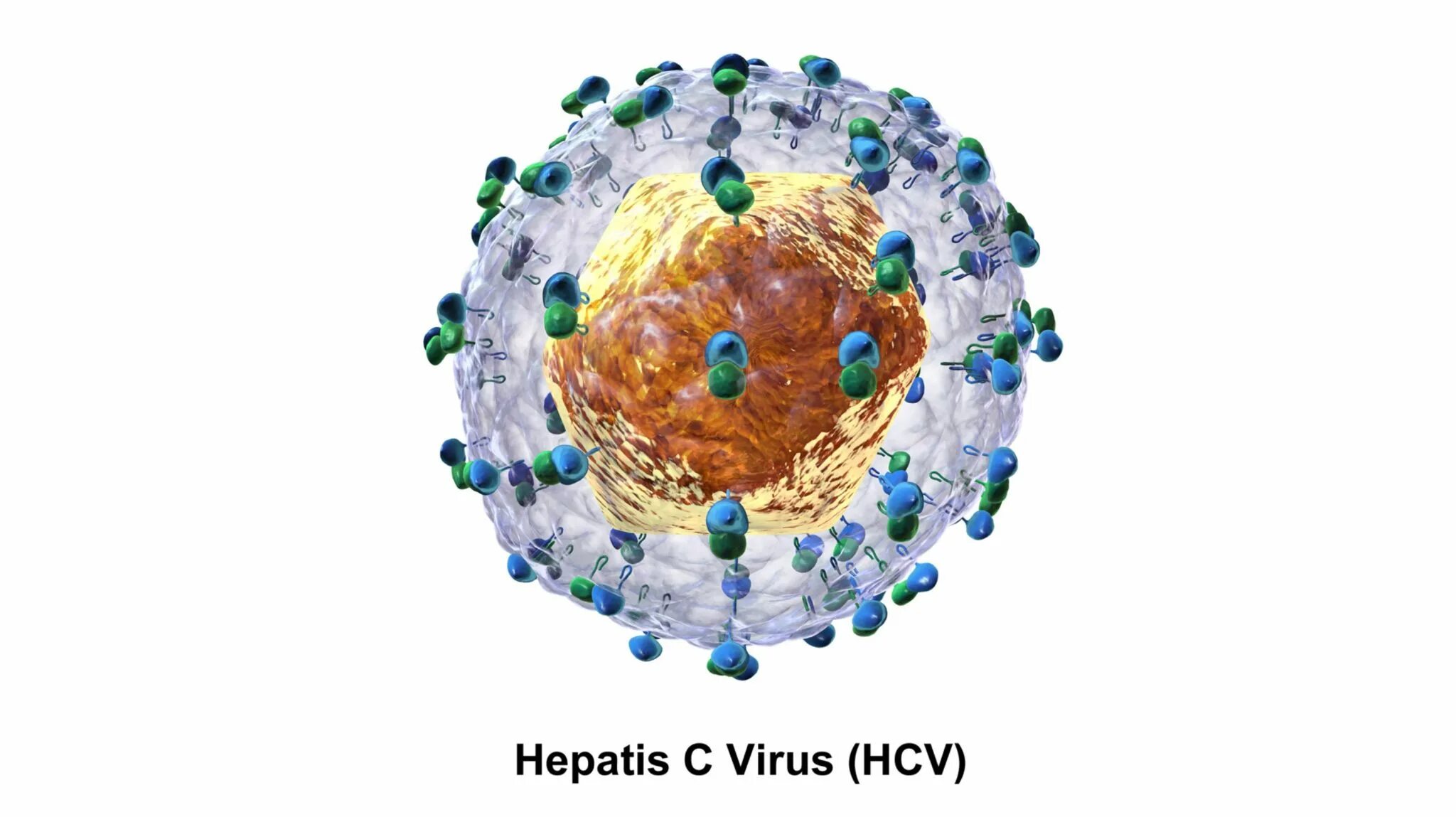 Вирусный гепатит c. Вирус гепатита c (HCV). Возбудитель гепатита а.