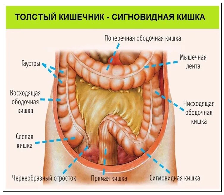 Сигмовидный отдел толстой. Сигмовидный отдел толстой кишки. Голотопия восходящей ободочной кишки. Отделы толстой кишки анатомия человека. Строение Толстого кишечника анатомия.