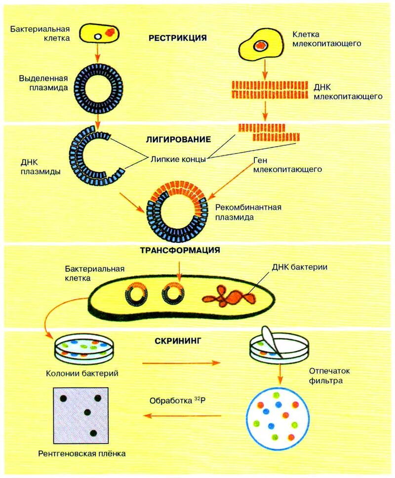 Исследователь трансформировал клетки бактерий плазмидой содержащей ген. Метод рекомбинантных плазмид схема. Метод получения рекомбинантных плазмид. Этапы рекомбинантных плазмид. Этапы генной инженерии схема.