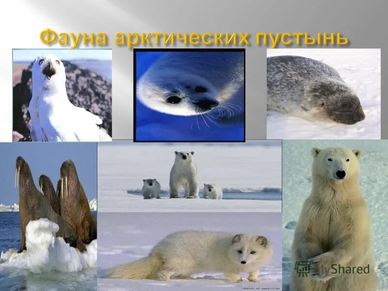 животные из краснойкеиги, обитающие в арктике?. птицы арктического заповедника. большой арктический заповедник птицы. красная книга зоны арктических пустынь. животные красной книги в арктической пустыне.