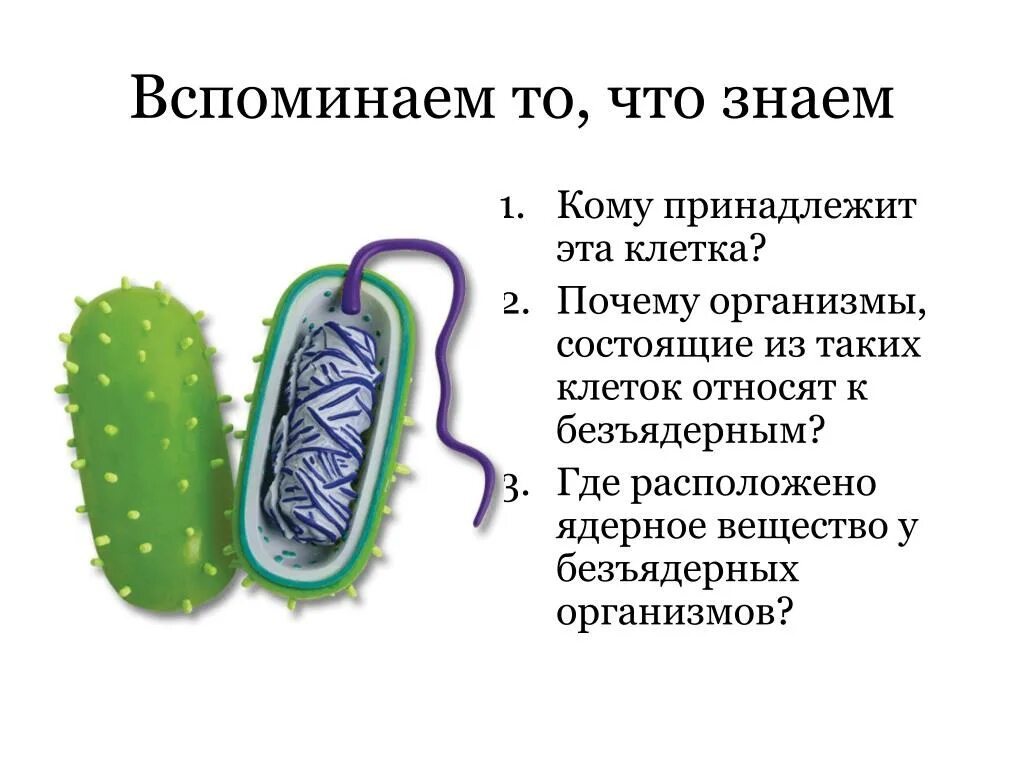 Содержит безъядерные клетки. Безъядерные организмы. безъядерные организмы называется. где расположено ядерное вещество. простейшие это безъядерные организмы.
