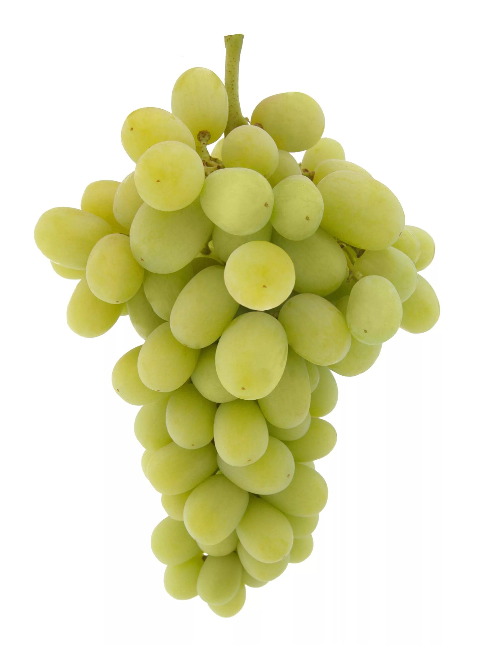 White grape