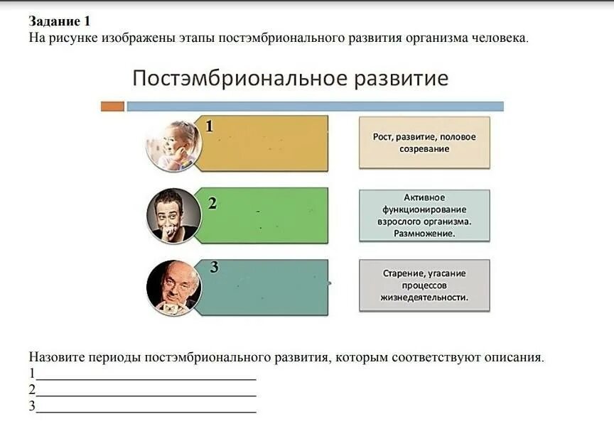 Периоды постэмбрионального развития человека таблица. Этапы постэмбрионального развития человека. Этапы постэмбрионального развития человека таблица. Основные периоды постэмбрионального развития человека.