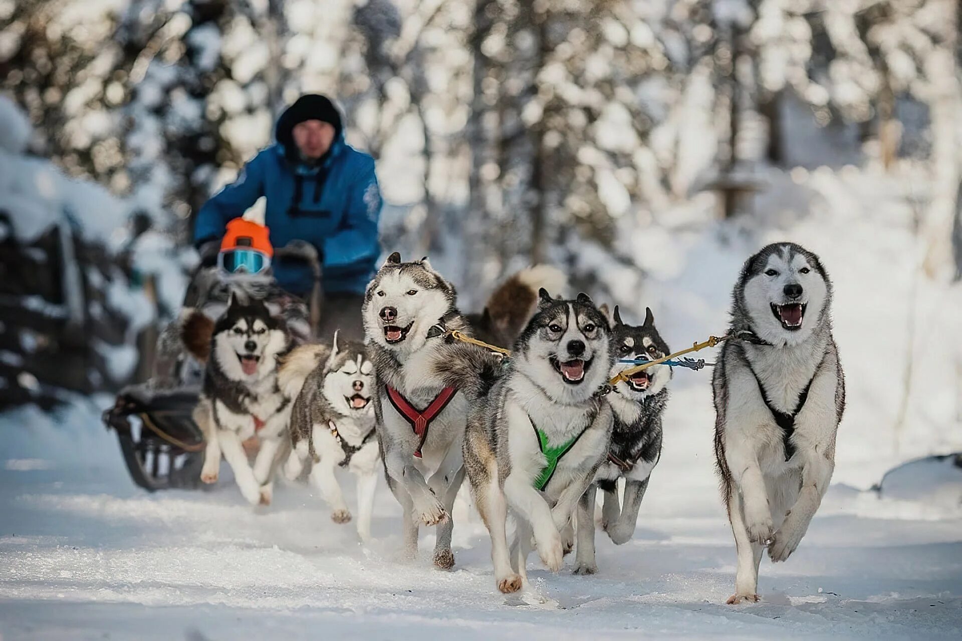 Хаски парк красная поляна. Хаски шерегеш. Хаски летом шерегеш. Дом хаски в шерегеше. Хаски шерегеш.