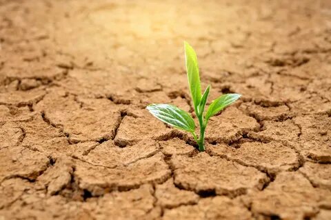 Dry plants