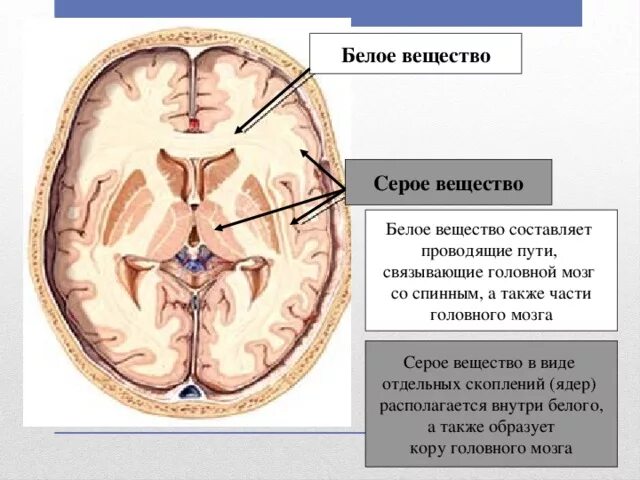 Строение мозга серое и белое вещество. Серое вещество и белое вещество. Вещество мозга. Серое вещество головного мозга состоит. Скопления серого вещества головного мозга.