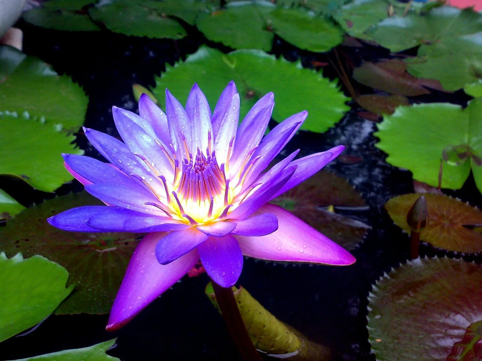 Нимфея почему так называется. Нимфея микранта. голубой лотос (nymphaea caerulea). нимфея рудге. нимфея голландия.
