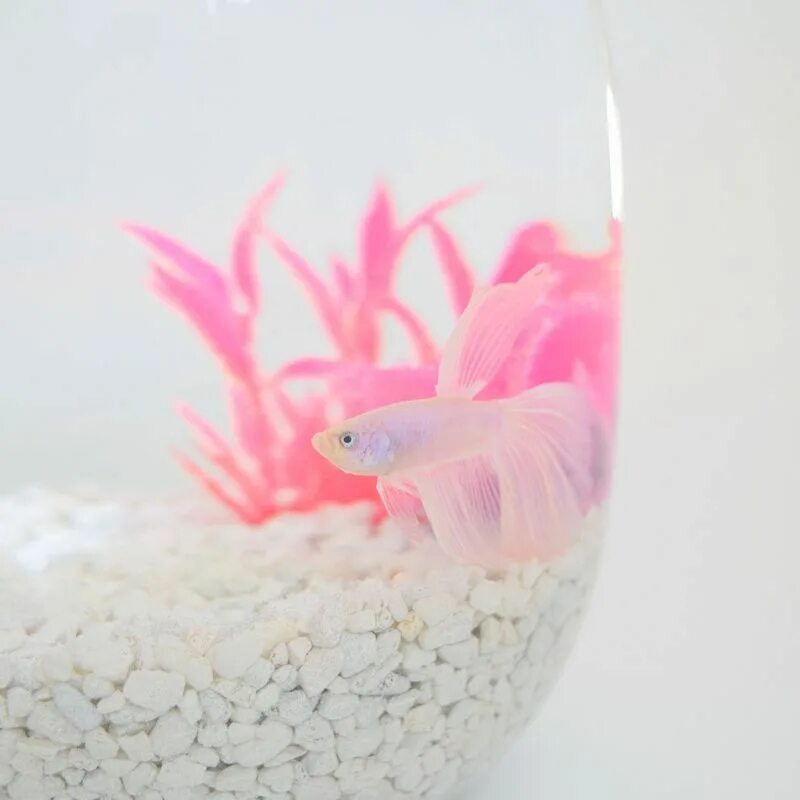 Рыбка розовый. Маленькие домашние рыбки. Розовые маленькие рыбки аквариумные. Рыбка петушок розовый.
