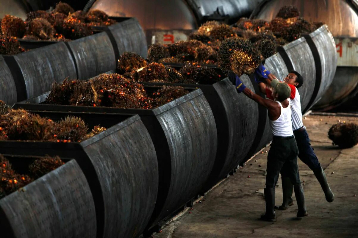Промышленность Индонезии. Завод пальмового масла. Пальмовое масло Индонезия. Пальмовое масло переработанное.