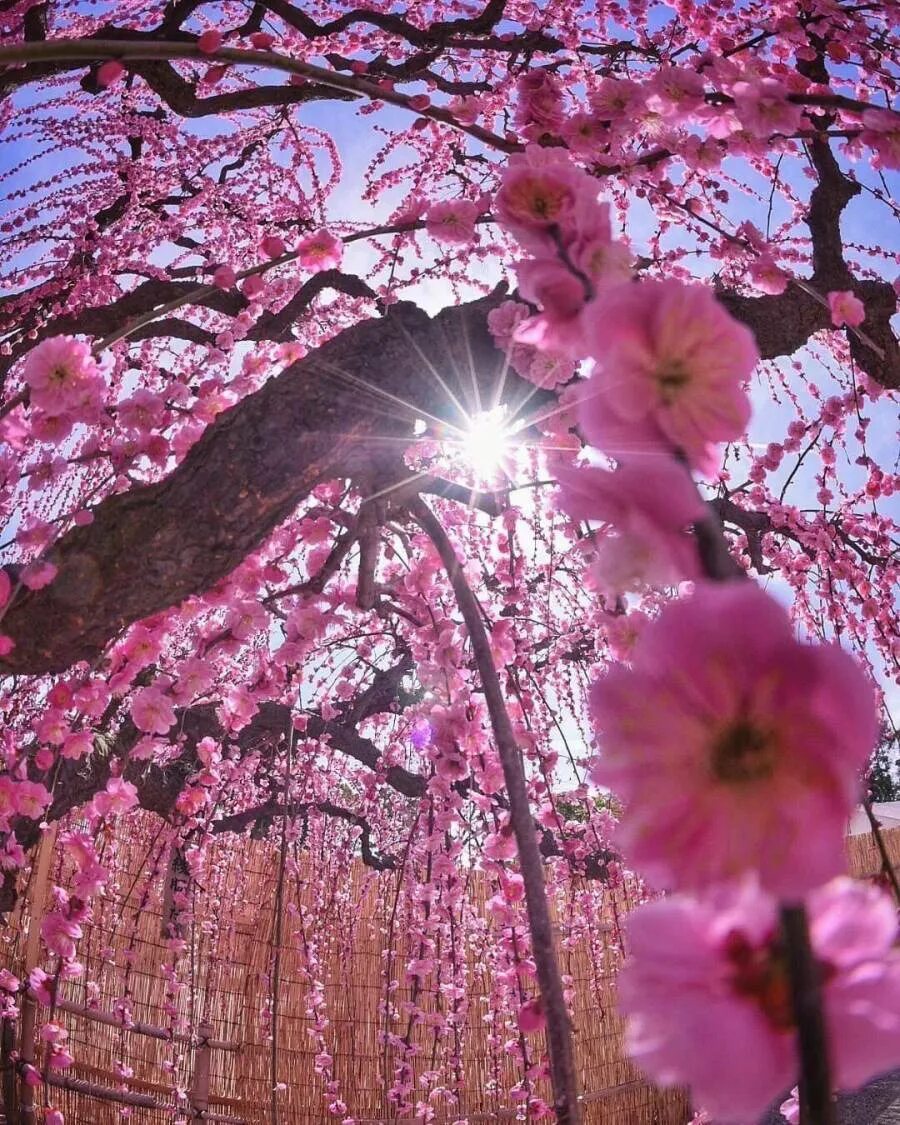 Что такое сакура дерево. Сакура кустовая "Ханами". Сакура японская вишня. Япония дерево Сакура. Сакура дерево цветение.