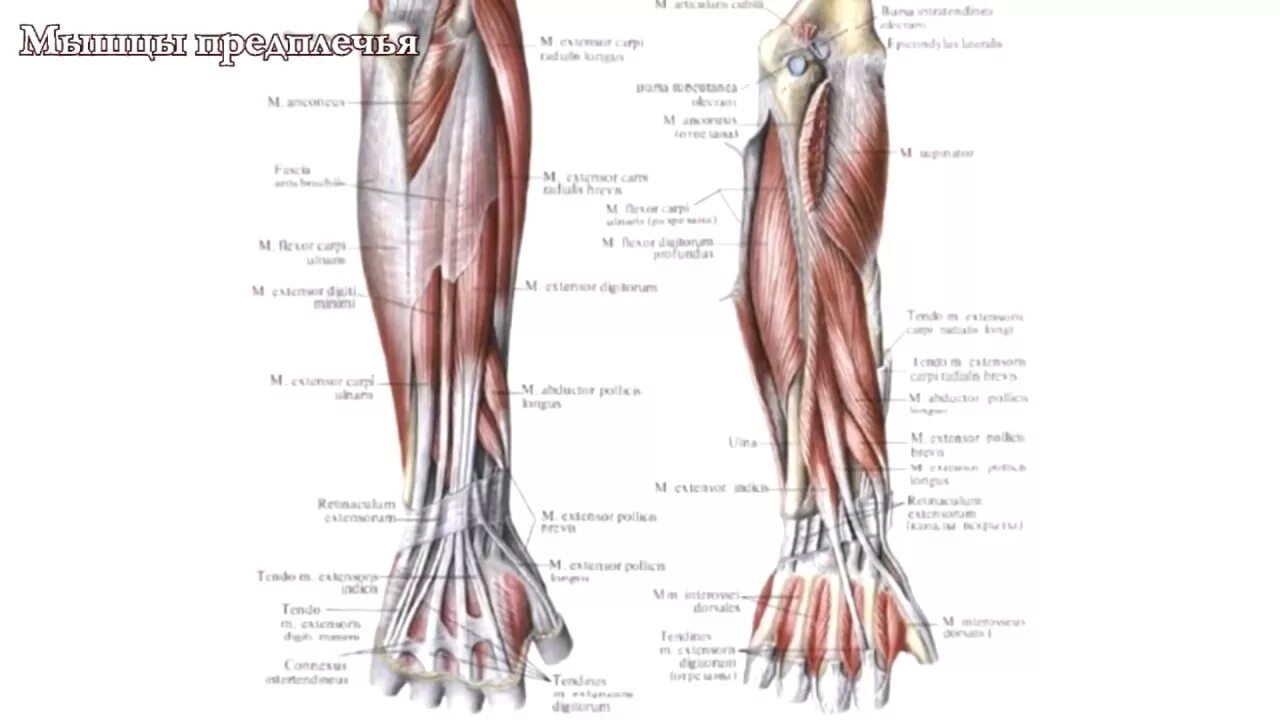 Предплечье окружающий мир 4 класс. Мышцы предплечья анатомия передняя группа. Мышцы предплечья задняя группа поверхностный слой. Мышцы разгибатели предплечья. Мышцы задней поверхности предплечья глубокий слой.