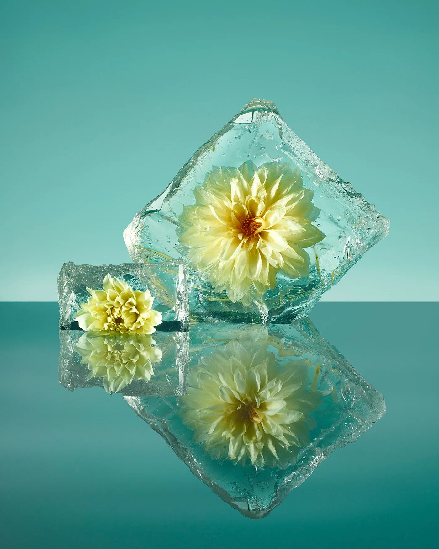 Можно ли заморозить цветы. Брюс Бойд замороженные цветы. Цветы во льду. Замороженные цветы во льду. Цветы в кубиках льда.