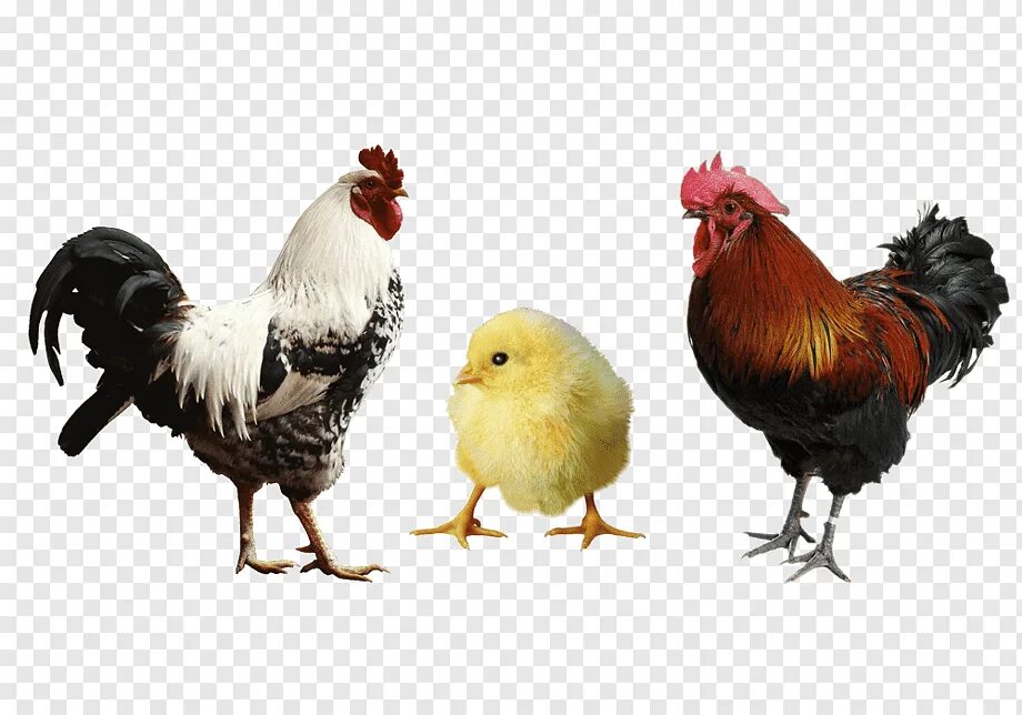 Петух курица цыпленок. Куры и цыплята. Курица и петух. Курица петух и цыплята на белом фоне.
