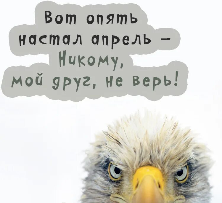 Цитаты про 1 апреля. Цитаты на 1 апреля смешные. шуточные открытки с 1 апреля. смешные высказывания на 1 апреля. шутки с первым апреля.
