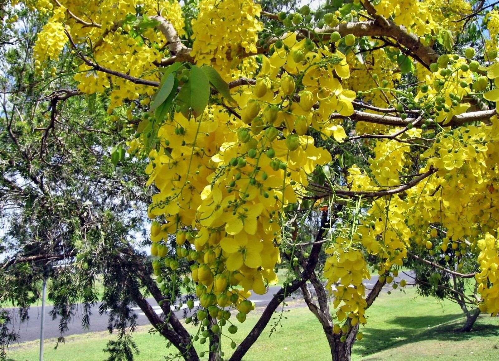 С травяных кустов посыпались желтые гроздья. Магония остролистная. С травяных кустов посыпались желтые гроздья. Гроздь рябины. Калина куст.