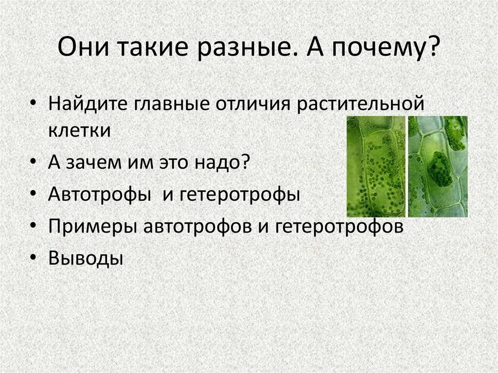 Содержит хлорофилл являются автотрофами. Автотрофная клетка. Клетки автотрофы. Строение клетки автотрофов. Клетка гетеротрофа и автотрофа.