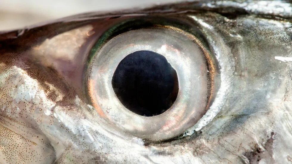 Глазки корень. Глаз рыбы. Глаз селедки. Глаза скумбрии. Глаза бешеной селедки.