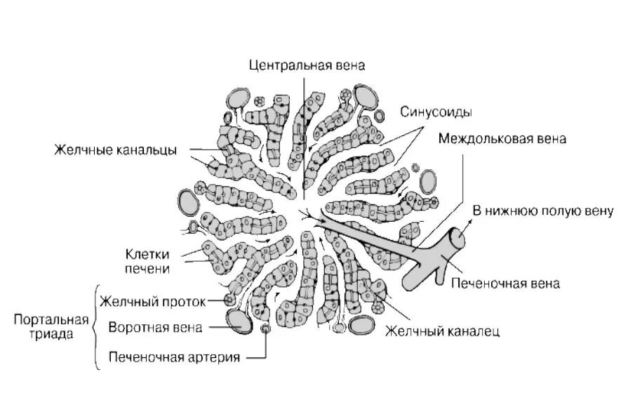 Схема строения печеночной дольки анатомия. Структурно-функциональная единица печени. Строение печени гистология схема. Строение печеночной дольки гистология.