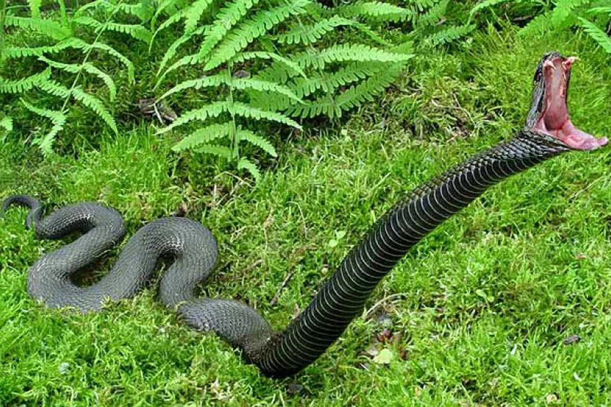 Snakes are dangerous. Гадюка Никольского (Vipera nikolskii). Адапазарская гадюка. Черная гадюка 3. Гадюки на Бали.