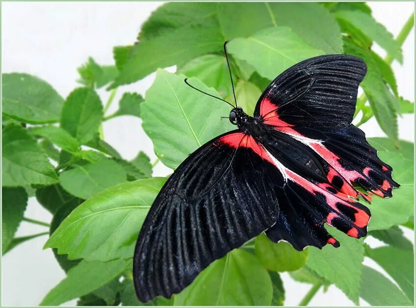 Хвостоносец махаон. Махаон маака бабочка. Парусник коцебу. Куколка бабочки papilio rumanzovia (парусник румянцева). Парусник кочубей бабочка.