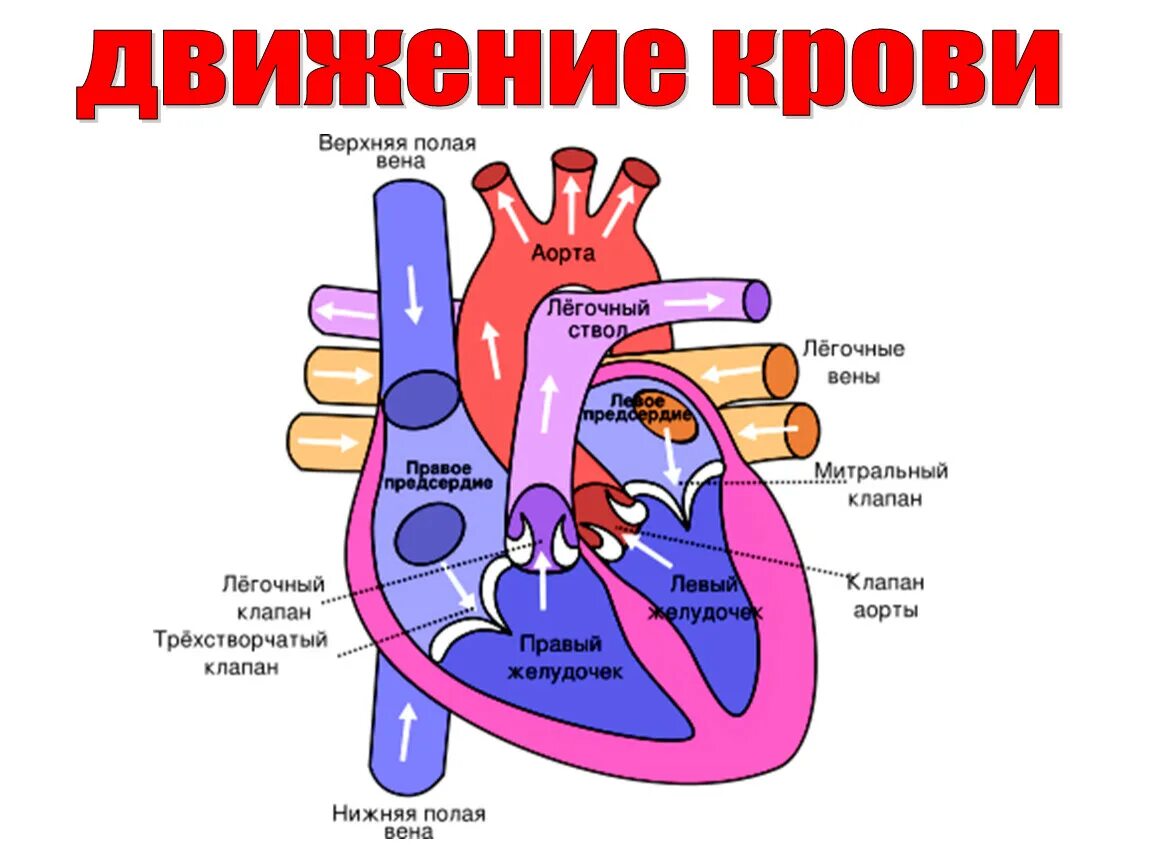 Самая высокая скорость движения крови в