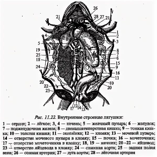 Деятельность внутренних органов лягушки. Деятельность внутренних органов лягушки