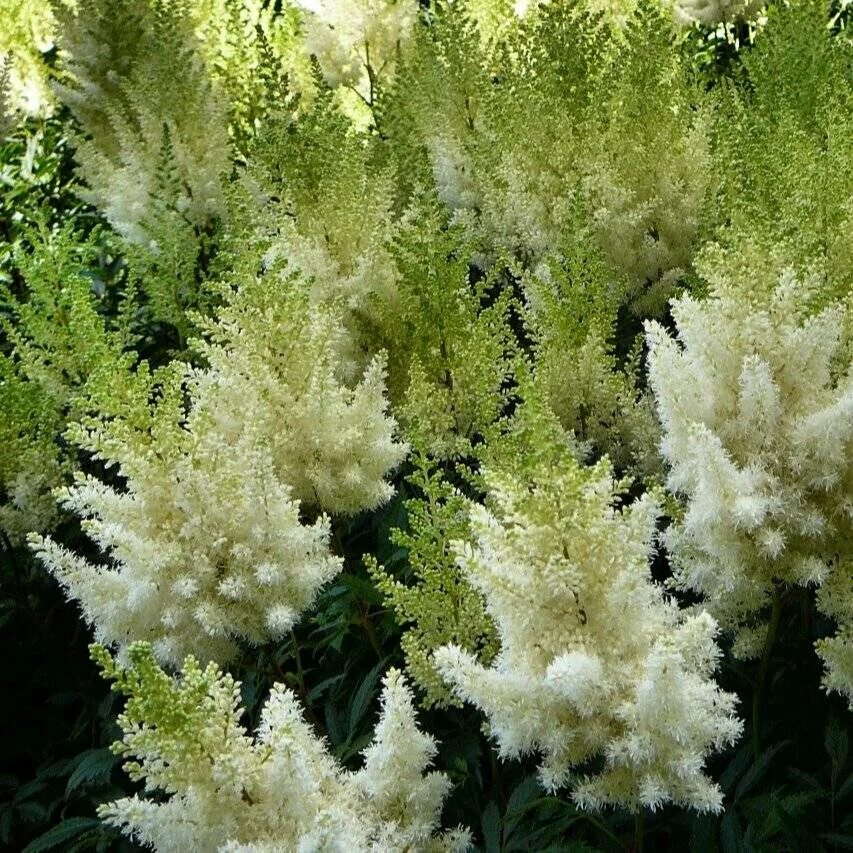 Астильба арендса белая. Астильба арендса диамант. Астильба арендса "диаманд ". Астильба арендса диамант. Астильба арендса diamant (диамант).