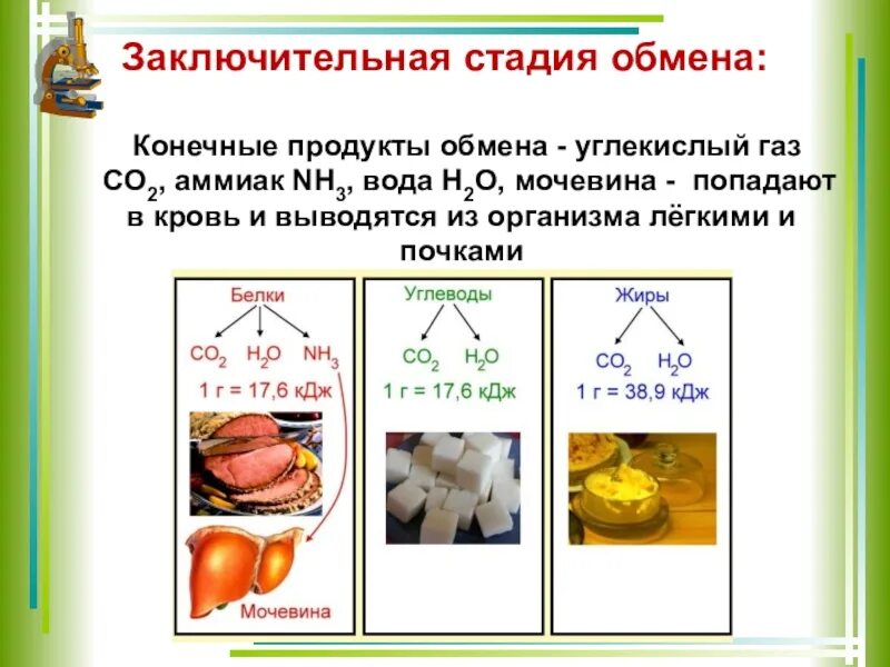 Заключительная стадия обмена. Конечные продукты обмена в организме. Аммиак и мочевина конечные продукты. Конечные продукты обмена веществ. Продуктами окисления воды являются