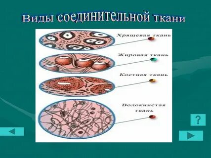 Какой вид соединительной ткани обеспечивает опорную