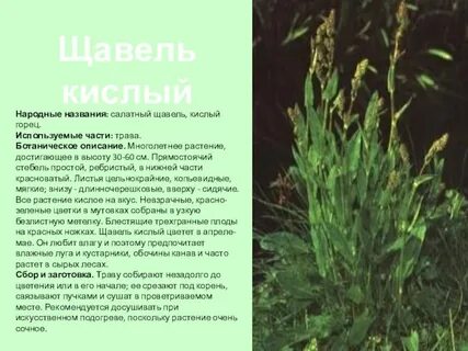 Сколько лет живет щавель