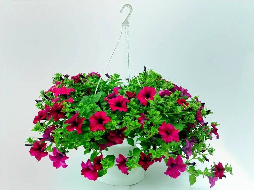 Fanfare white вегетативная петуния. сурфиния giant purple. петуния ампельная вегетативная. лучшие сорта петунии для кашпо фото. лобелия петуния сурфиния.