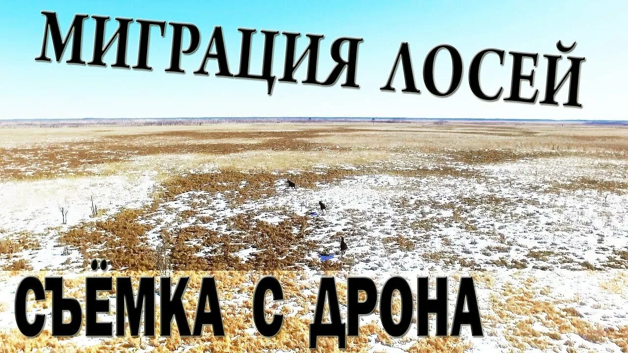 Совершает ли лось длительные миграции