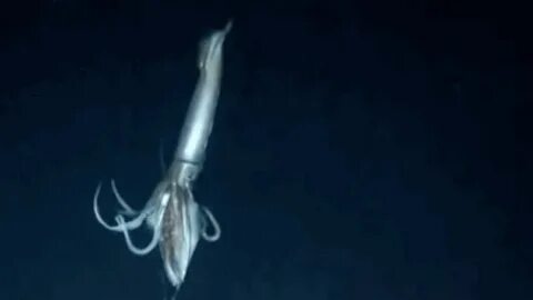 Giant squid gif