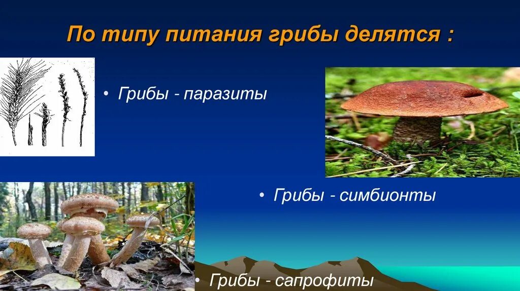 Тип питания грибов. По типу питания грибы делятся на. Грибы сапротрофы питание. Опята Тип питания.